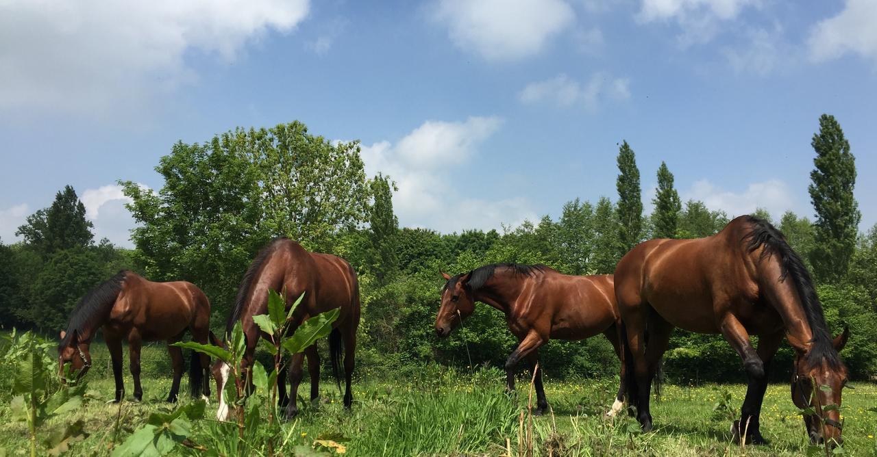 Etang Fleuri Bed and Breakfast Cahagnes Buitenkant foto